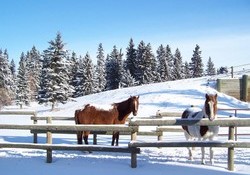 Horses in Winter