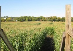 Lacombe Corn Maze